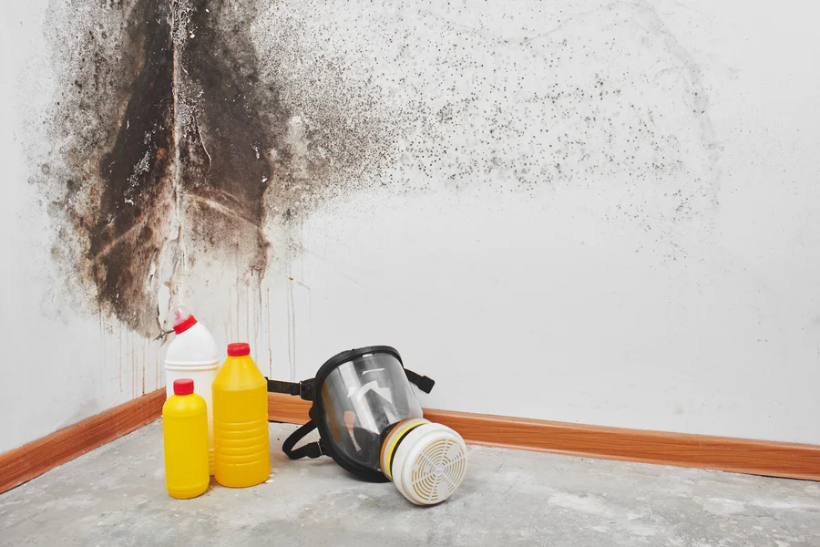 How Mold Remediation Protects Indoor Air Quality Edmonton, AB