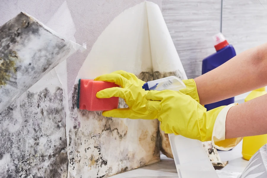 Understanding The Impact Of Mold During Asbestos Remediation Edmonton, AB