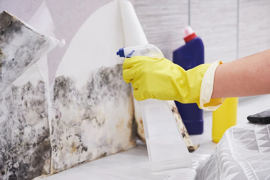 Understanding The Impact Of Mold During Asbestos Remediation in Edmonton, AB